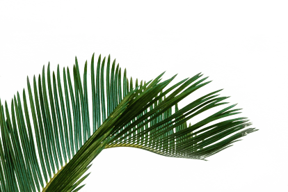 palmier